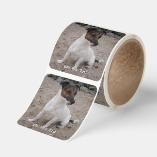 Capo von Oppenheim Jack Russell Terrier, Dog Square Sticker