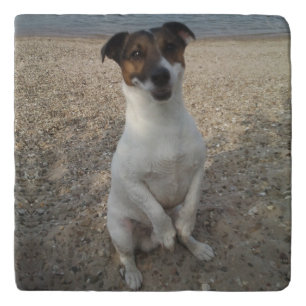 Capo von Oppenheim Jack Russell Terrier, Dog Trivet