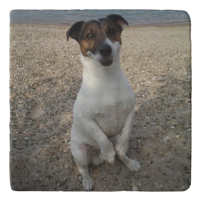 Capo von Oppenheim Jack Russell Terrier, Dog Trivet (Front)