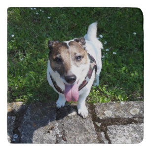 Capo von Oppenheim Jack Russell Terrier, Dog Trivet