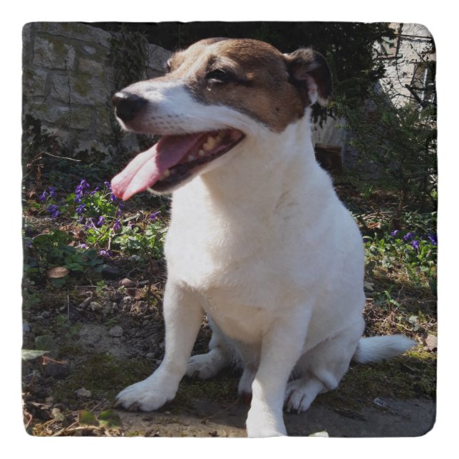 Capo von Oppenheim Jack Russell Terrier, Dog Trivet (Front)