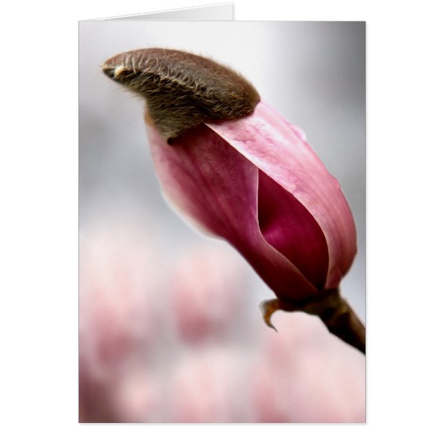 Capped Magnolia Cards (Front)