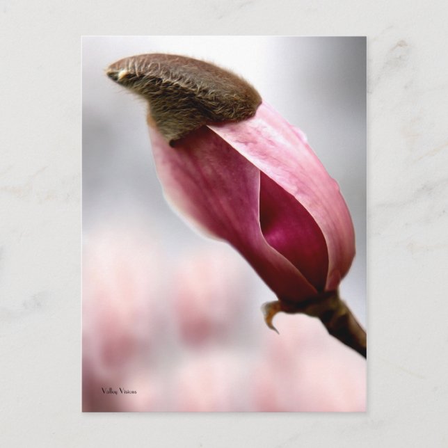 Capped Magnolia Postcard (Front)