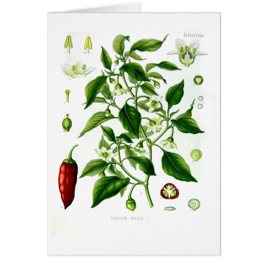 Capsicum annuum (cayenne pepper) cards (Front)