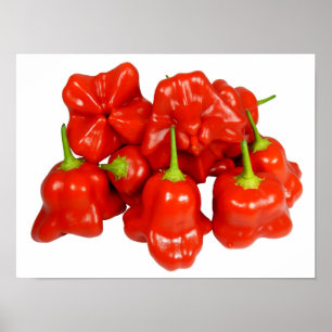 Capsicum Chinense Chili Poster