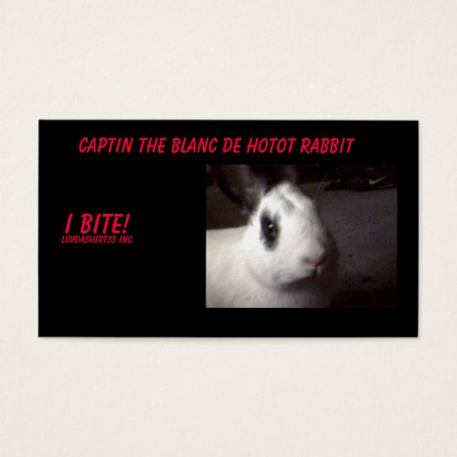 captin001 Captin The Blanc De Hotot Rabbit I 