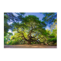 Captivating Angel Oak Tree