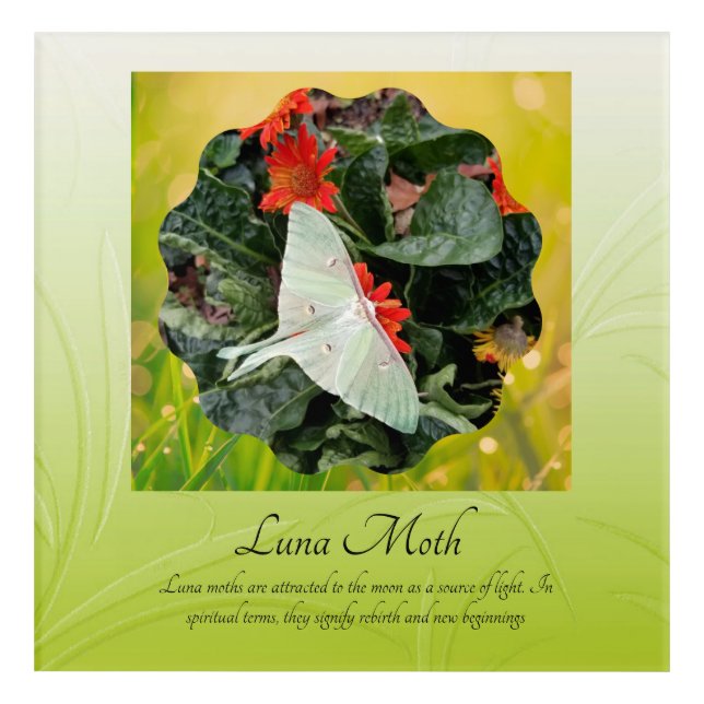 Captivating Luna Moth       Acrylic Print (Front)