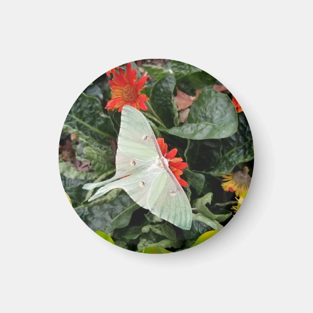 Captivating Luna Moth       Magnet (Front)