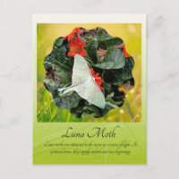 Captivating Luna Moth