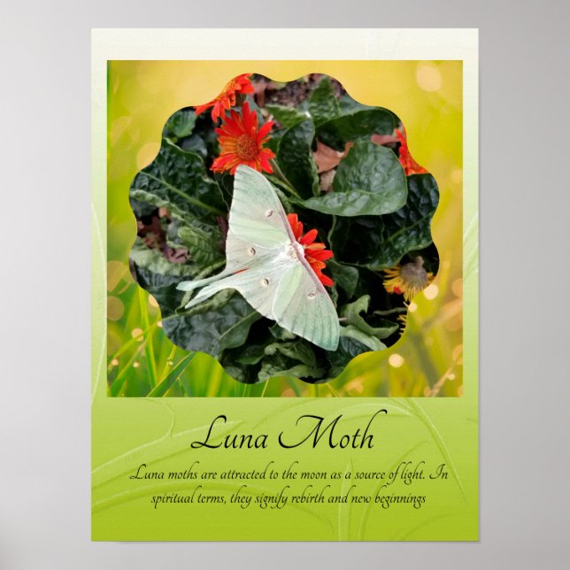 Captivating Luna Moth    Poster (Front)
