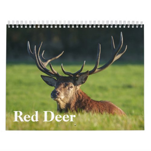 Captivating Red Deer Calendar