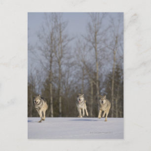 Captive, Duluth, Minnesota, USA 2 Postcard