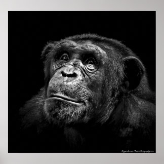 "Captive Exposure" Wildlife Chimp Artwork Portrait Poster