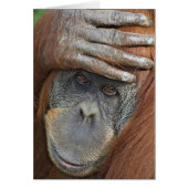 Captive female Sumatran Orangutan (Front)