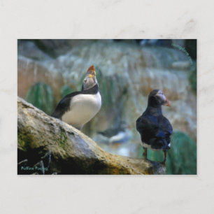 Captive Puffins/Nesting, Haystack Rock Postcard