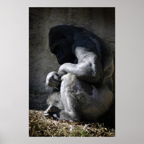 Captive _ Silverback Gorilla by DArcy Evans Photo Poster