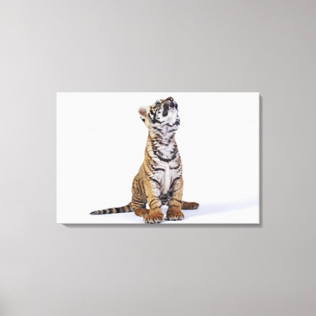 Captive, South Africa 4 Canvas Print (Front)