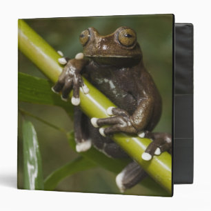 Captive Tapichalaca Tree Frog Hyloscirtus 2 Binder