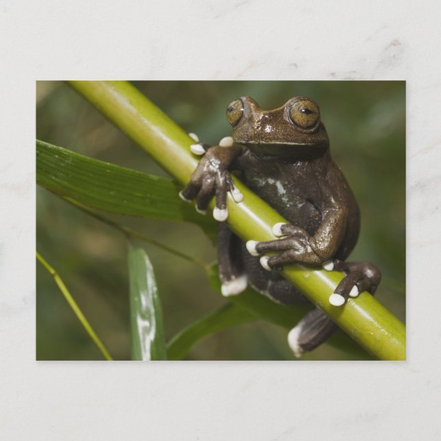 Captive Tapichalaca Tree Frog Hyloscirtus 2 Postcard (Front)