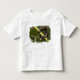 Captive Tapichalaca Tree Frog Hyloscirtus 2 Toddler T-shirt