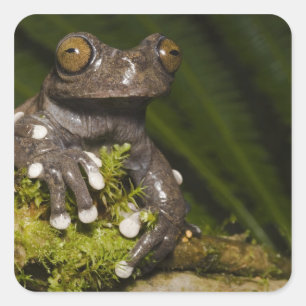 Captive Tapichalaca Tree Frog Hyloscirtus 3 Square Sticker