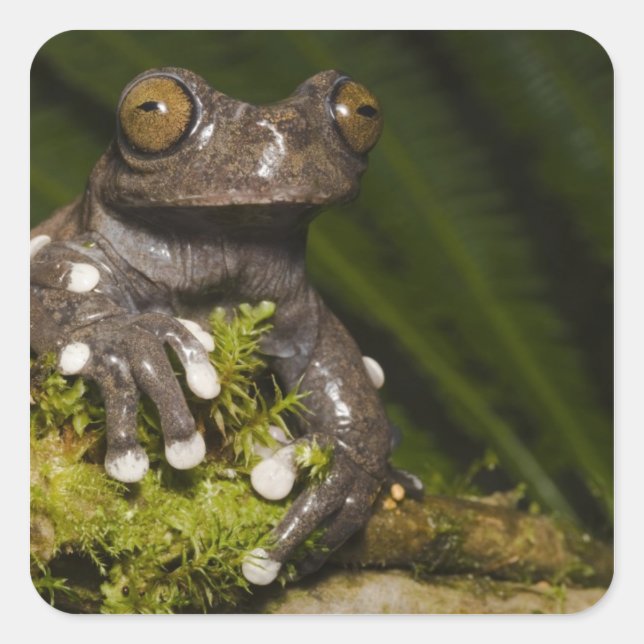 Captive Tapichalaca Tree Frog Hyloscirtus 3 Square Sticker (Front)