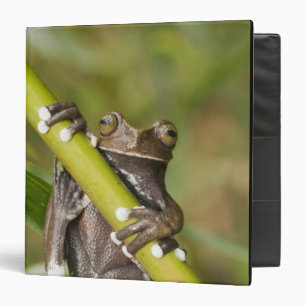 Captive Tapichalaca Tree Frog Hyloscirtus Binder