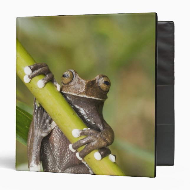 Captive Tapichalaca Tree Frog Hyloscirtus Binder (Front/Inside)