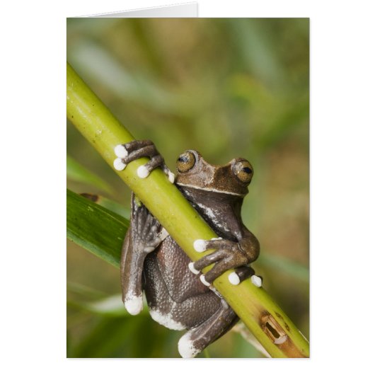 Captive Tapichalaca Tree Frog Hyloscirtus Cards (Front)