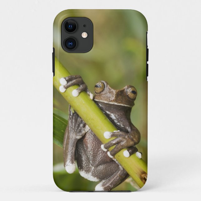 Captive Tapichalaca Tree Frog Hyloscirtus Case-Mate iPhone Case (Back)