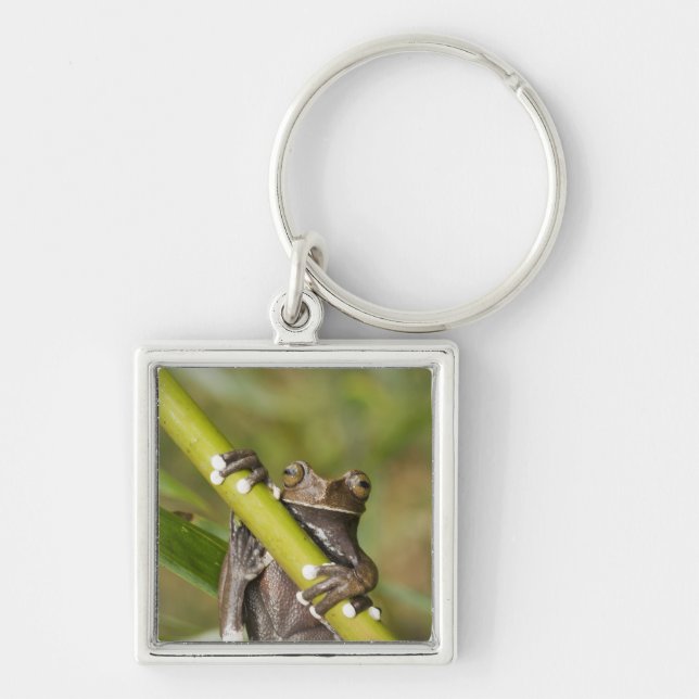 Captive Tapichalaca Tree Frog Hyloscirtus Keychain (Front)