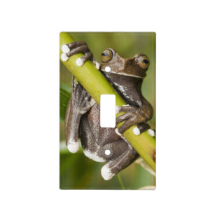 Captive Tapichalaca Tree Frog Hyloscirtus Light Switch Cover