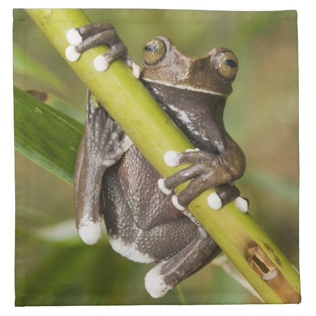 Captive Tapichalaca Tree Frog Hyloscirtus Napkin (Front)
