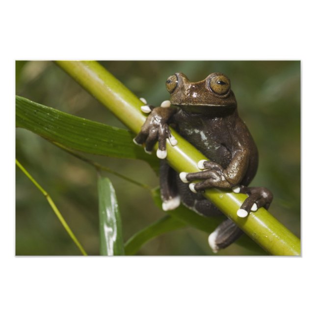 Captive Tapichalaca Tree Frog Hyloscirtus Photo Print (Front)
