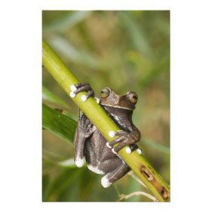Captive Tapichalaca Tree Frog Hyloscirtus Photo Print