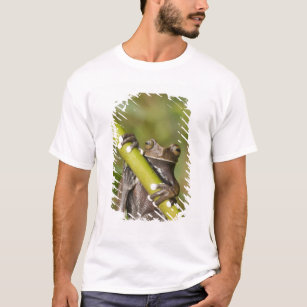 Captive Tapichalaca Tree Frog Hyloscirtus T-Shirt