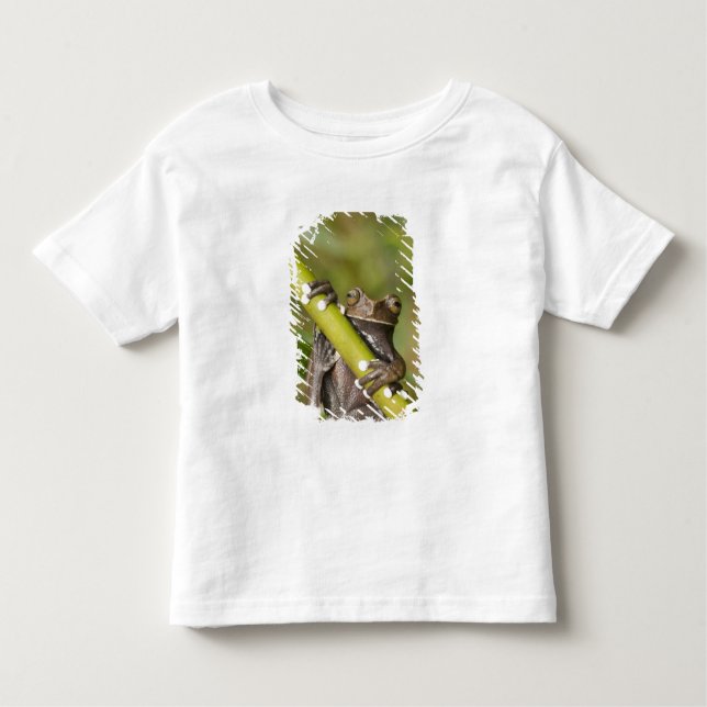 Captive Tapichalaca Tree Frog Hyloscirtus Toddler T-shirt (Front)