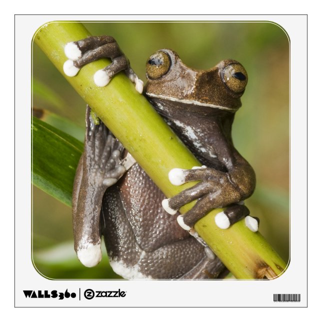 Captive Tapichalaca Tree Frog Hyloscirtus Wall Decal (Front)