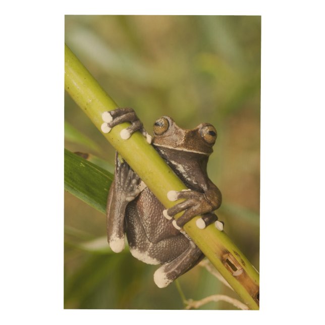 Captive Tapichalaca Tree Frog Hyloscirtus Wood Wall Art (Front)