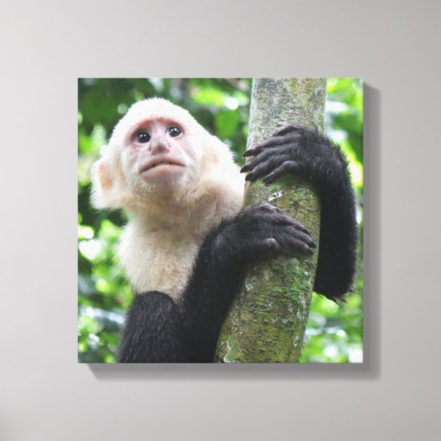 Capuchin monkey canvas print (Front)