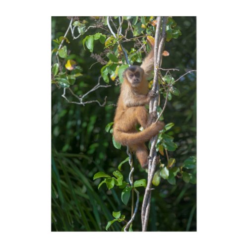 Capuchin Monkey Climbing Acrylic Print