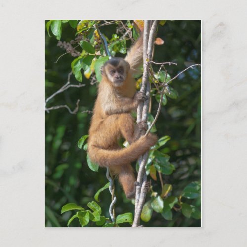 Capuchin Monkey Climbing Postcard