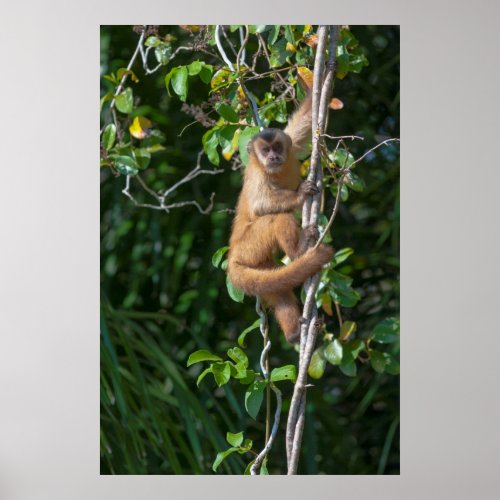 Capuchin Monkey Climbing Poster