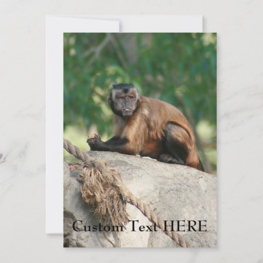 Capuchin Monkey Cute But Cranky (Front)