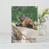 Capuchin Monkey Cute But Cranky (Standing Front)