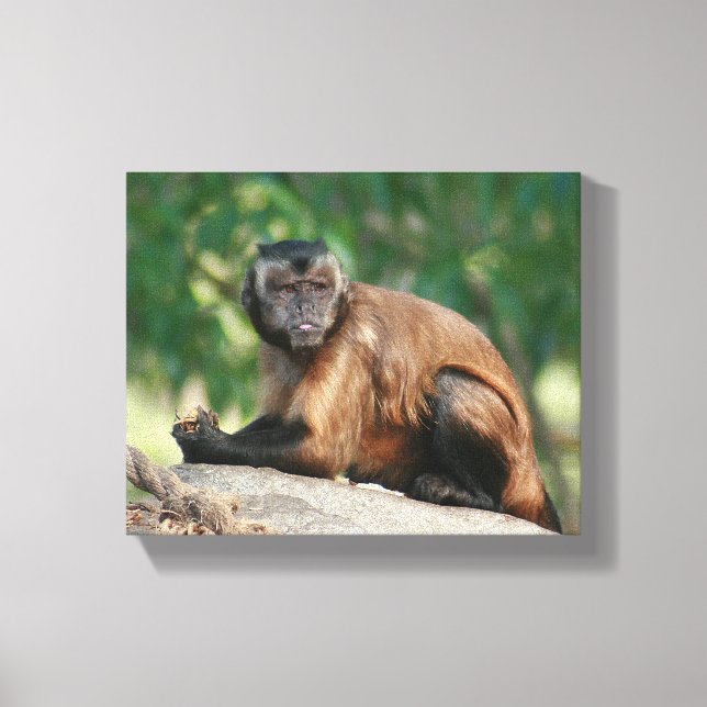 Capuchin Monkey Cute But Cranky Canvas Print (Front)