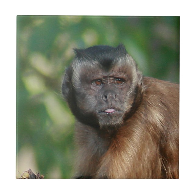 Capuchin Monkey Cute But Cranky Ceramic Tile (Front)