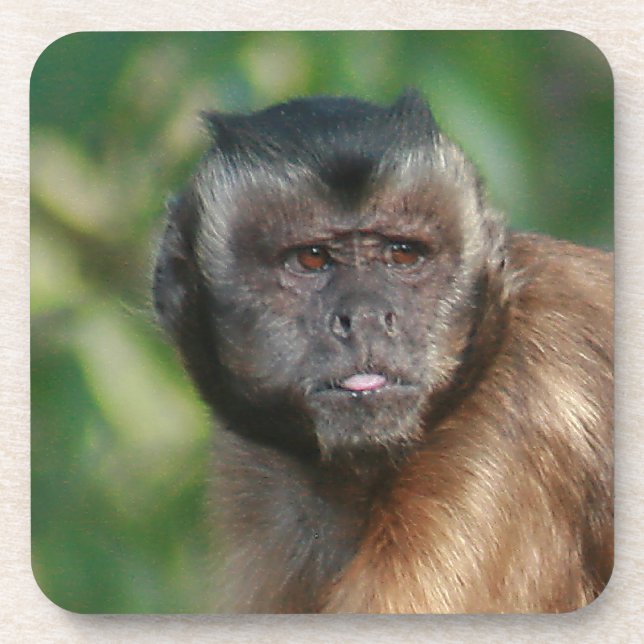 Capuchin Monkey Cute But Cranky Coaster (Front)
