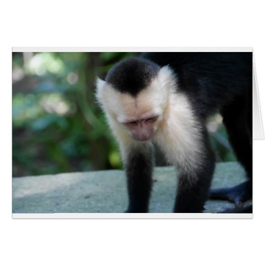 Capuchin Monkey.JPG Cards (Front Horizontal)